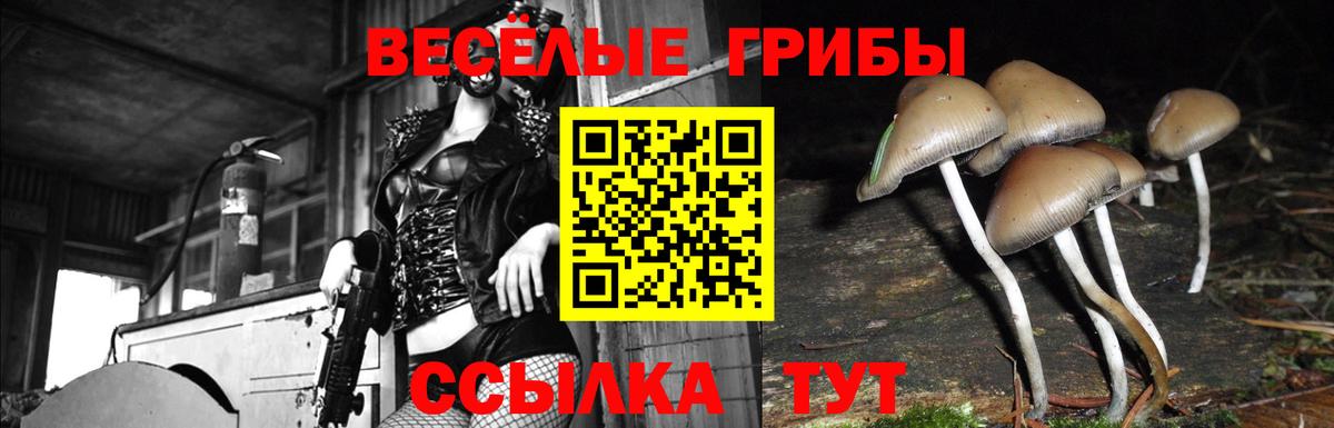 Галлюциногенные грибы Psilocybe Губкинский